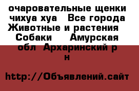 очаровательные щенки чихуа-хуа - Все города Животные и растения » Собаки   . Амурская обл.,Архаринский р-н